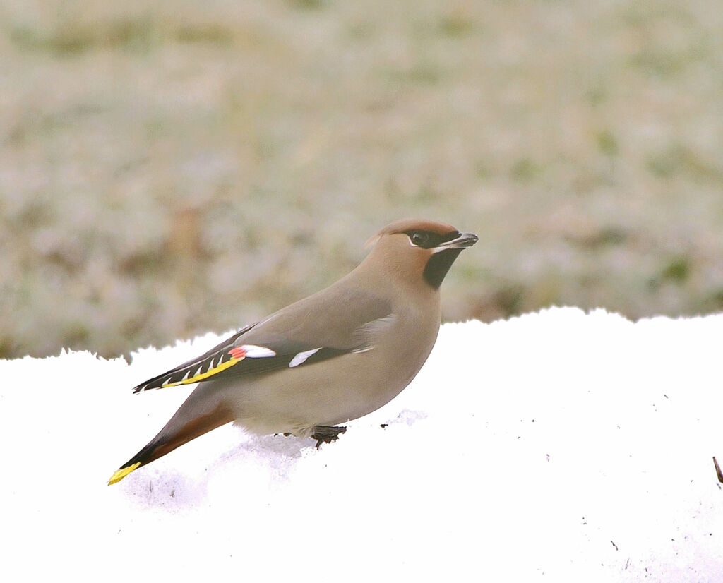 Bohemian Waxwing female adult post breeding, identification