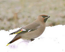 Bohemian Waxwing