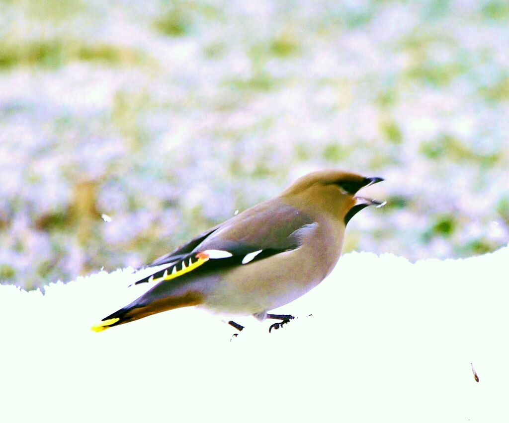 Bohemian Waxwing female adult post breeding, identification