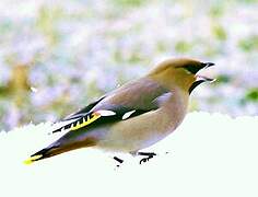 Bohemian Waxwing