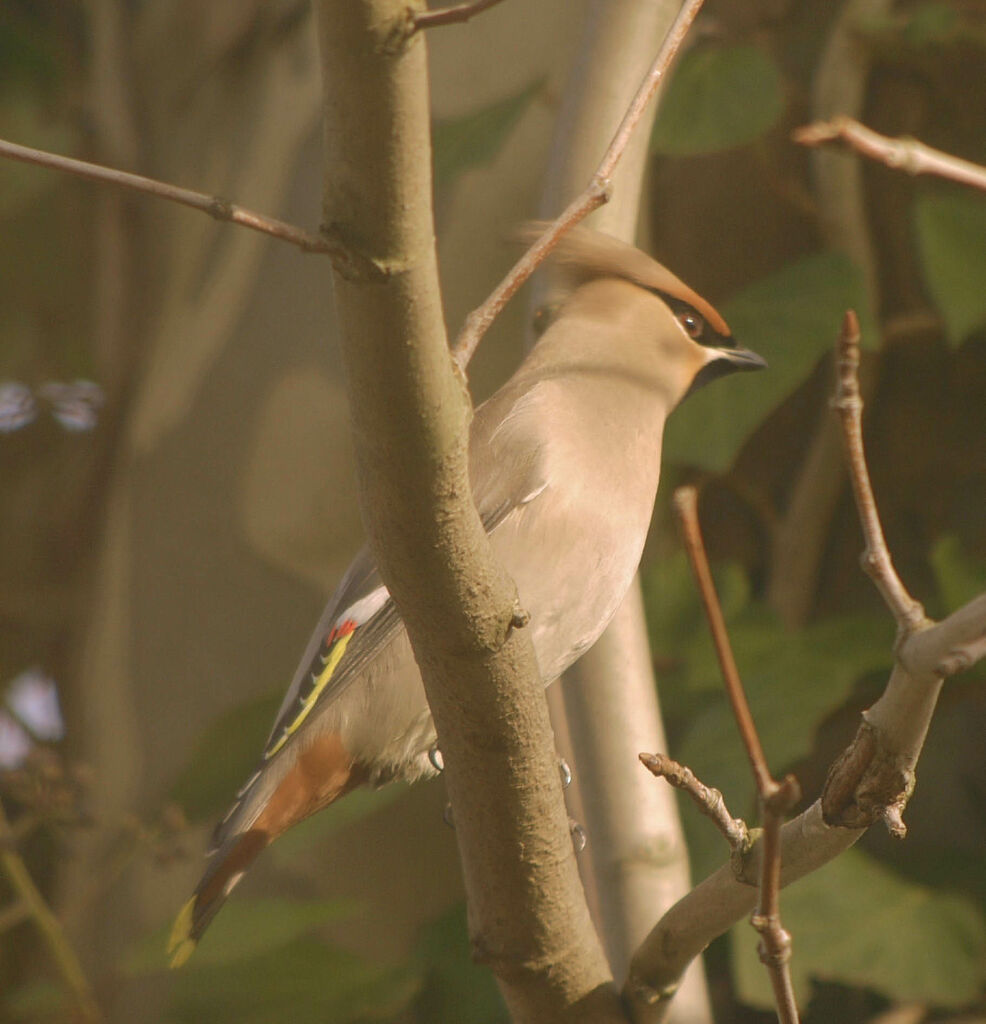 Bohemian Waxwing male adult post breeding, identification