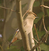 Bohemian Waxwing