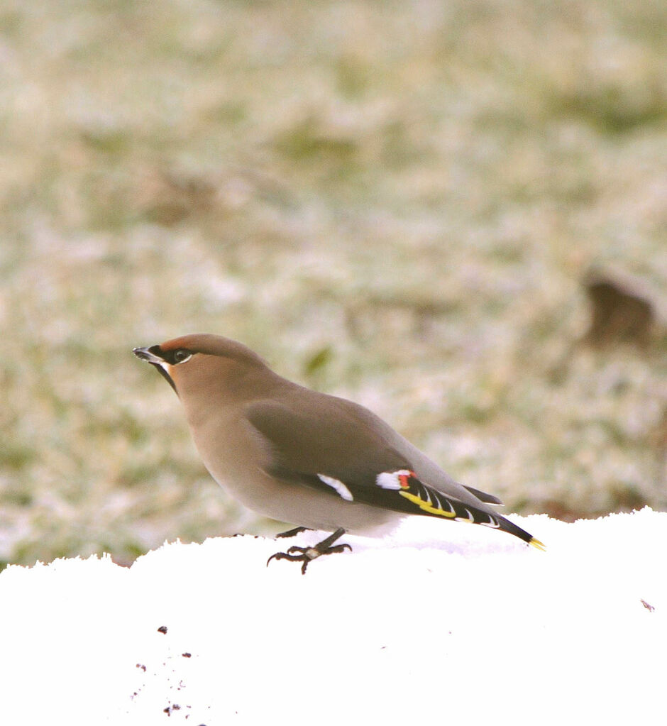 Bohemian Waxwing female adult post breeding, identification