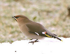 Bohemian Waxwing