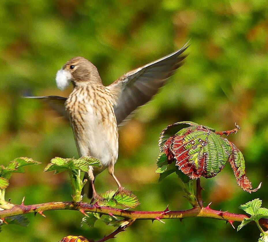 Common Linnet female adult, Reproduction-nesting