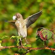 Common Linnet