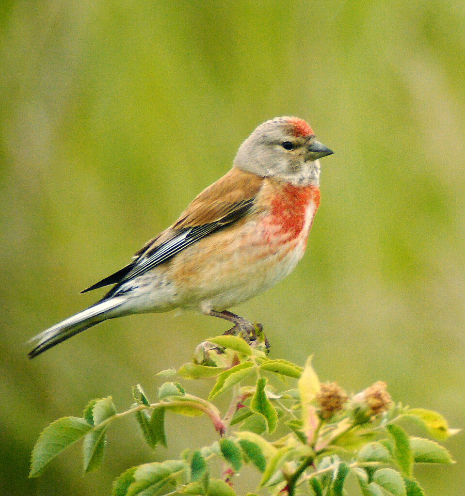 Common Linnet male adult breeding, identification