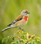 Common Linnet