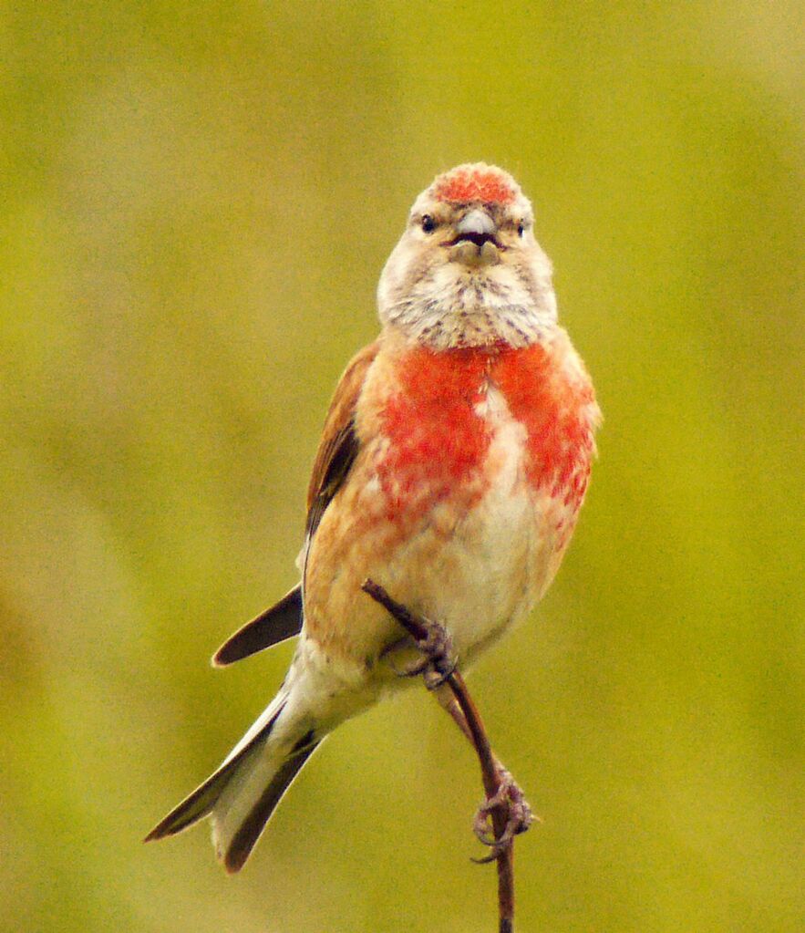 Linotte mélodieuse mâle adulte nuptial, identification, Comportement