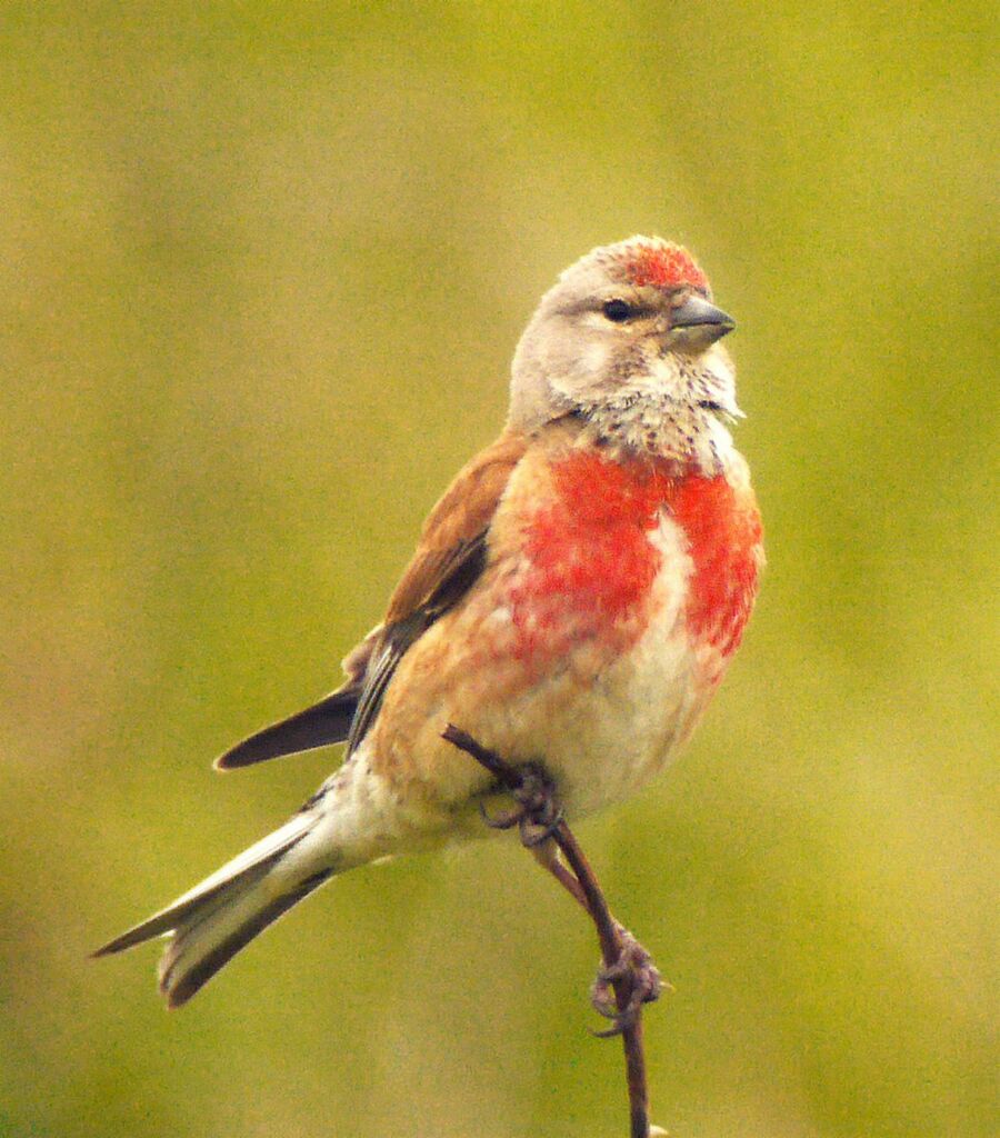 Linotte mélodieuse mâle adulte nuptial, identification