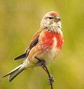 Common Linnet