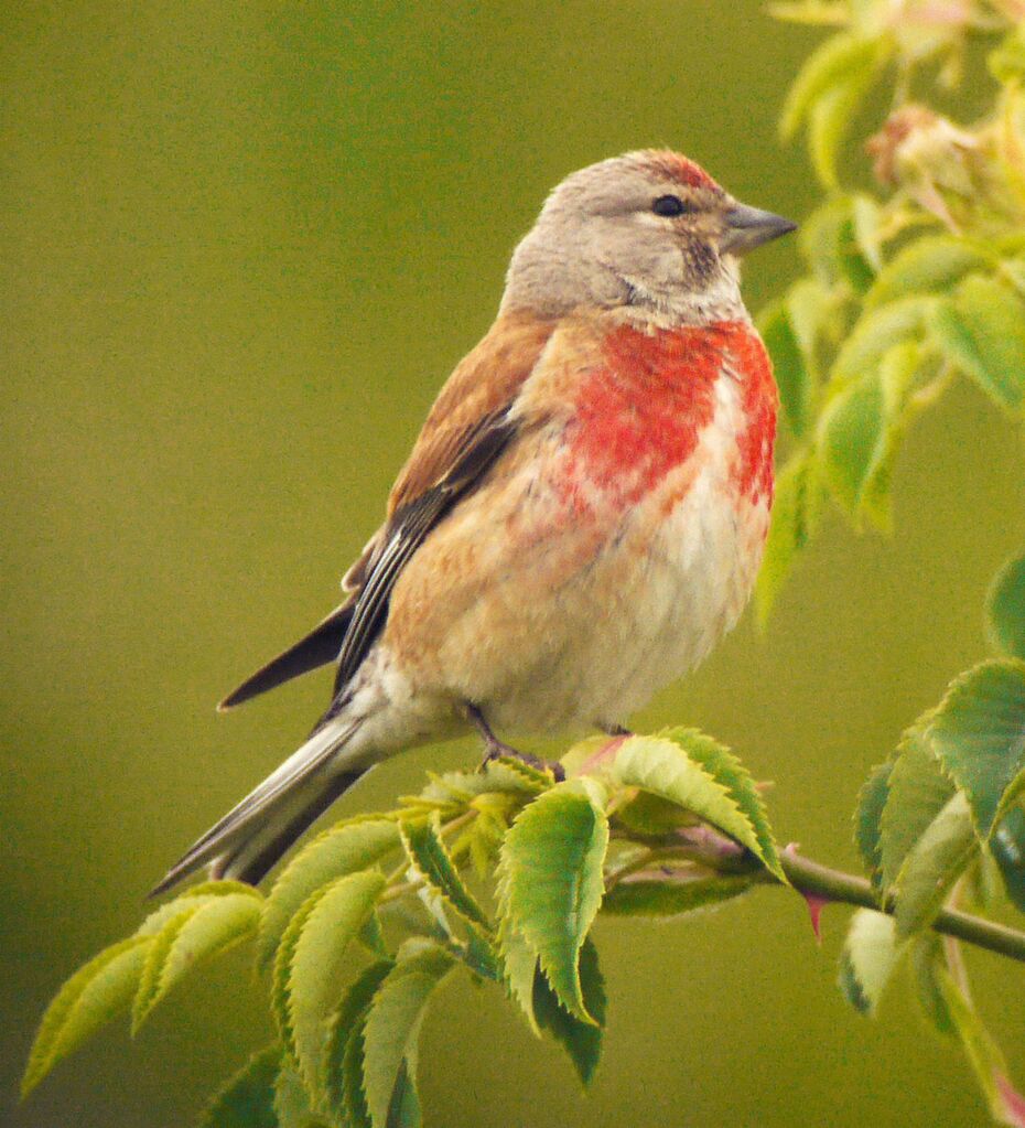 Common Linnet male adult breeding, identification