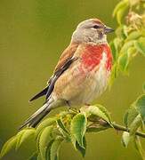 Common Linnet