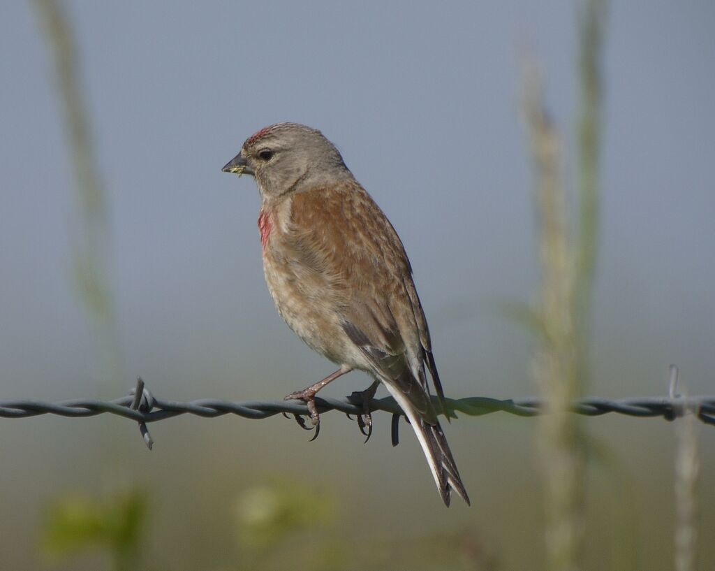 Common Linnet male, identification