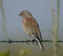 Common Linnet