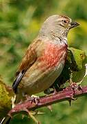 Common Linnet