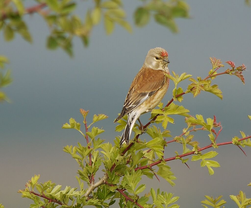 Common Linnet male adult breeding, identification