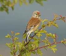 Common Linnet