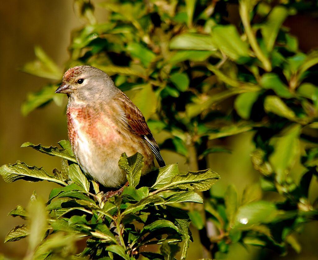 Linotte mélodieuse mâle, identification