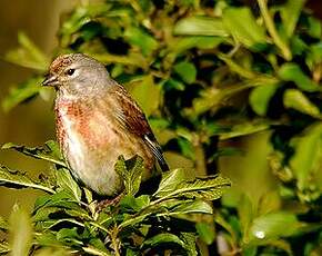 Linotte mélodieuse