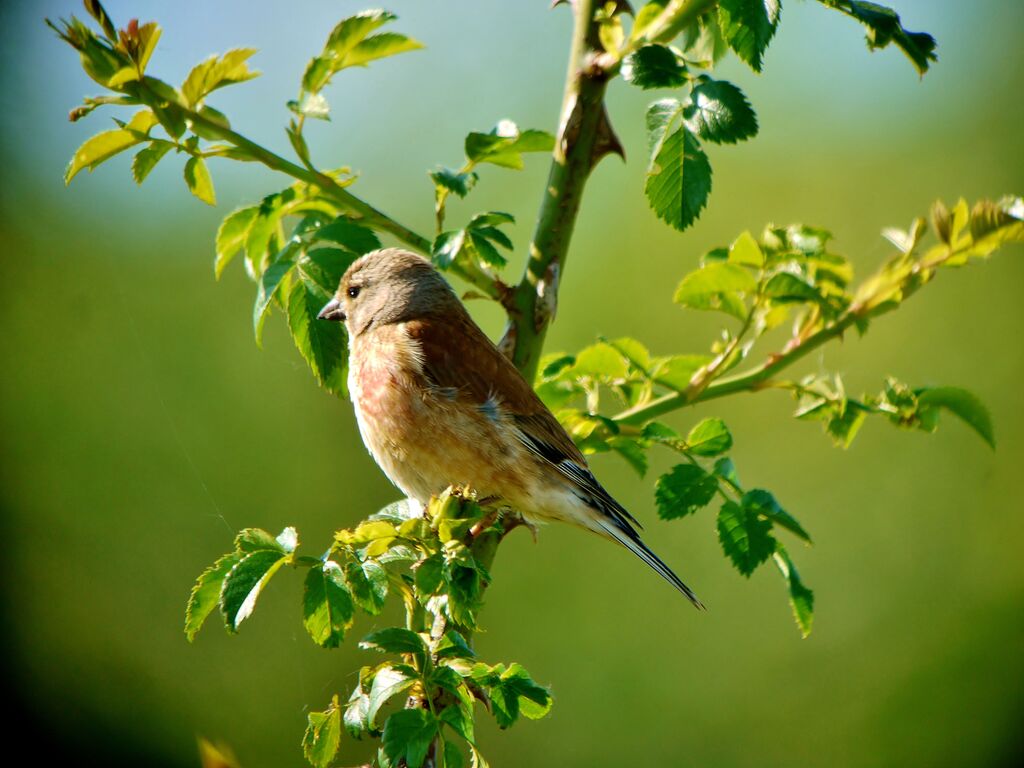 Common Linnet male, identification