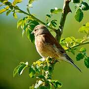 Common Linnet