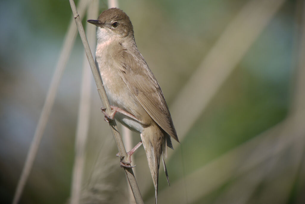 Savi's Warbler male adult breeding, identification