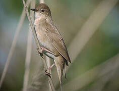 Savi's Warbler