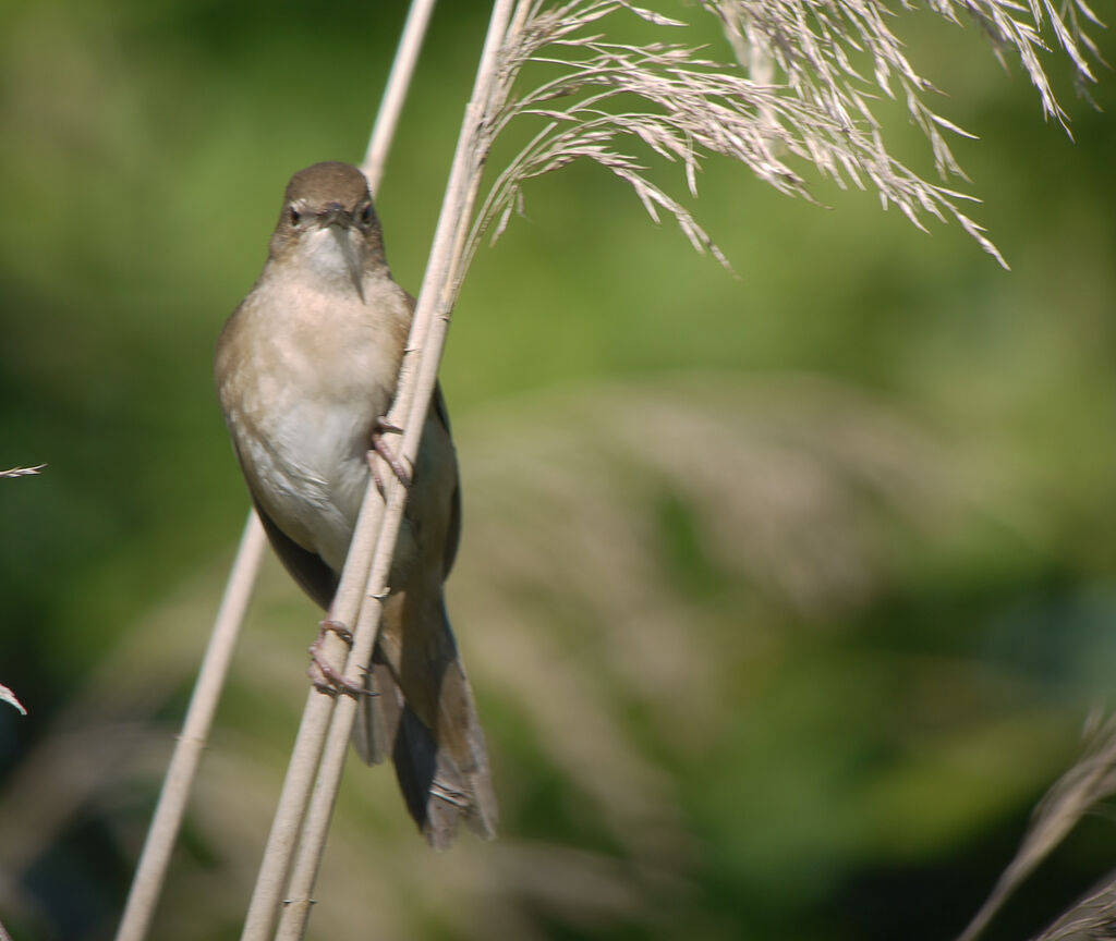 Savi's Warbler male adult breeding, identification