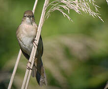 Savi's Warbler