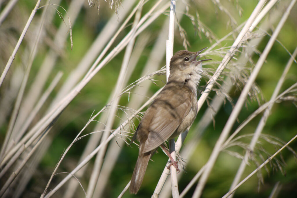 Savi's Warbler male adult breeding, identification