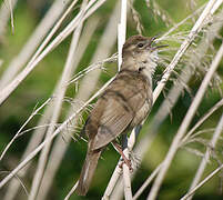 Savi's Warbler