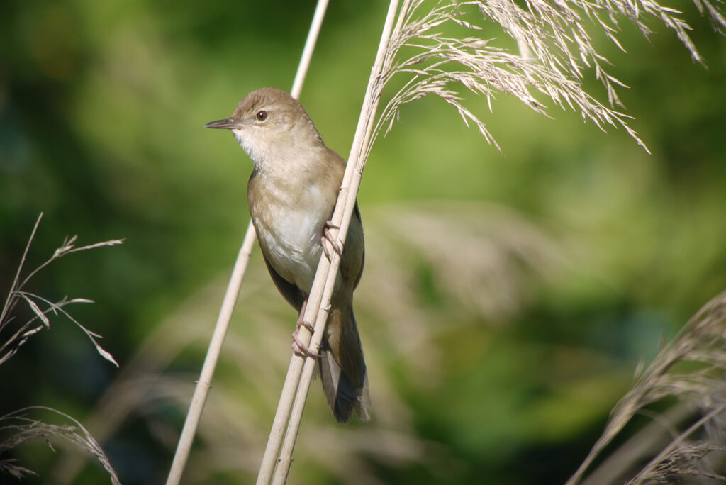 Savi's Warbler male adult breeding, identification