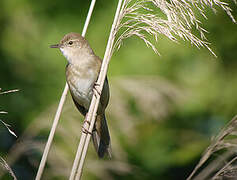 Savi's Warbler