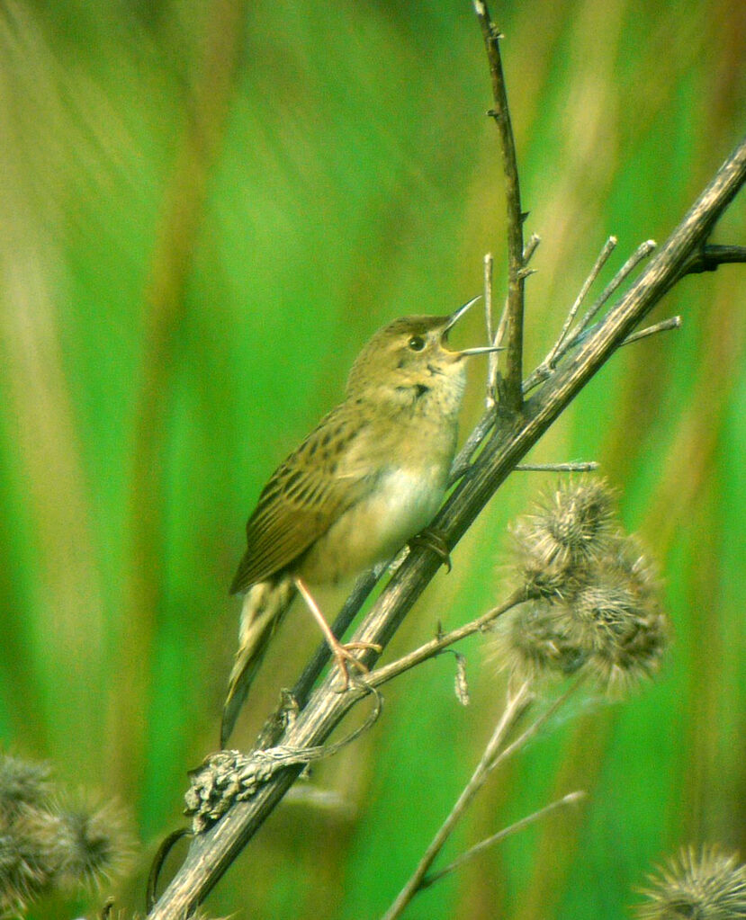 Common Grasshopper Warbler male adult breeding, identification