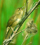 Common Grasshopper Warbler