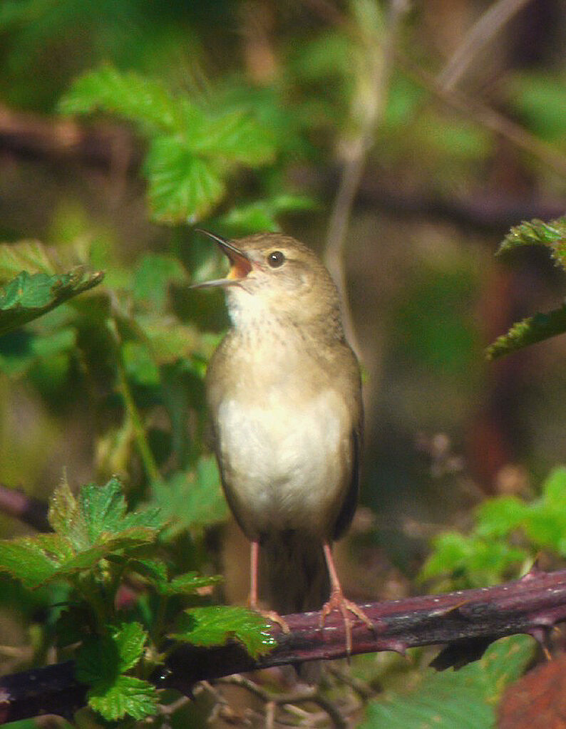 Common Grasshopper Warbler male adult breeding, identification