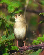 Common Grasshopper Warbler