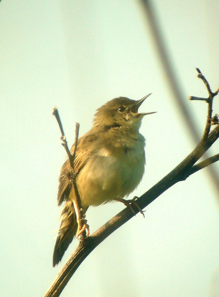 Common Grasshopper Warbler male adult breeding, identification