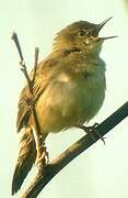 Common Grasshopper Warbler