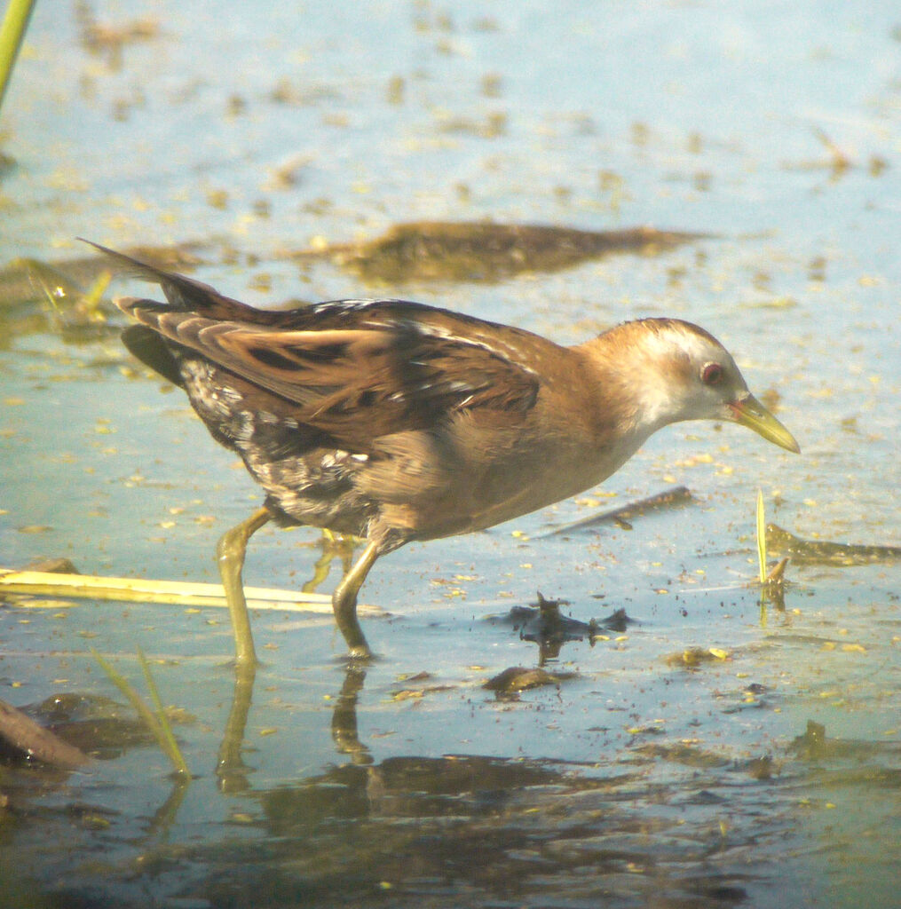 Little Crake female adult breeding, identification