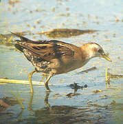 Little Crake