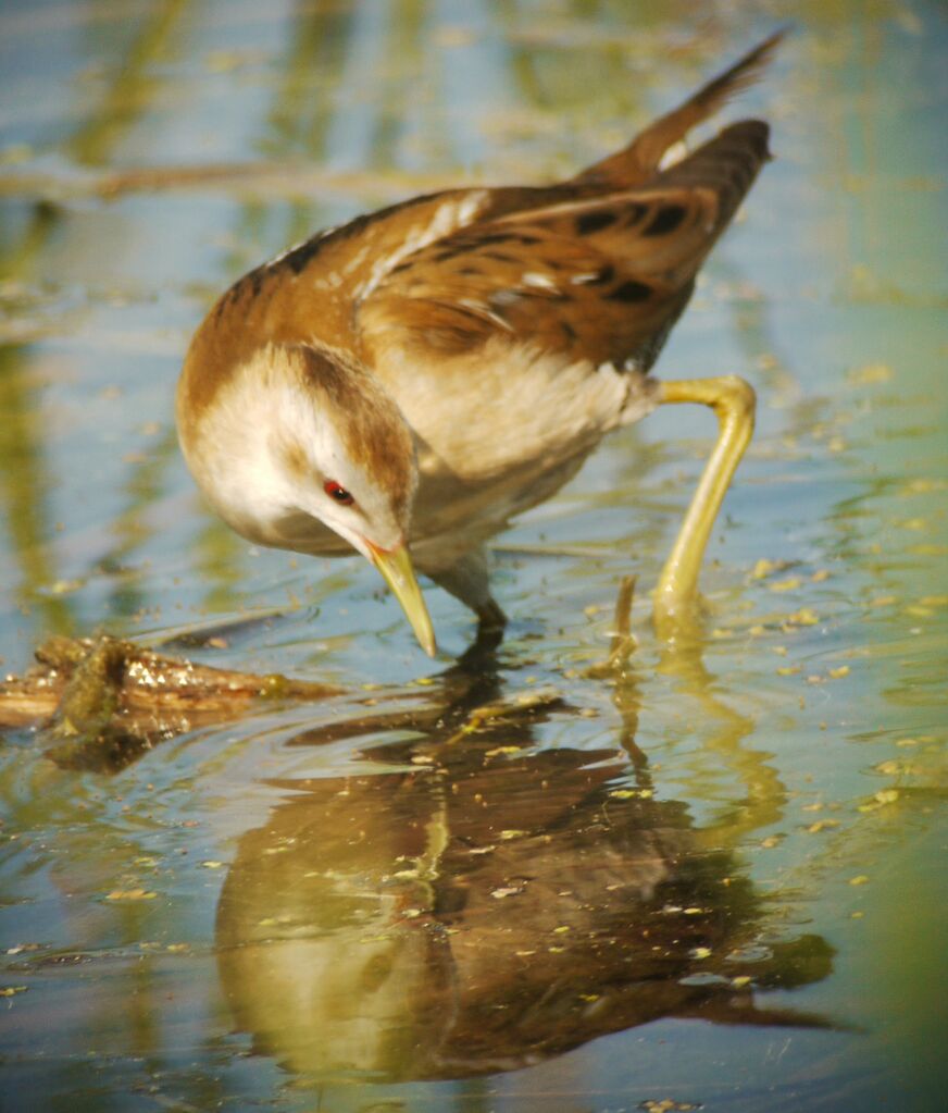 Little Crake female adult breeding, identification