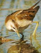 Little Crake