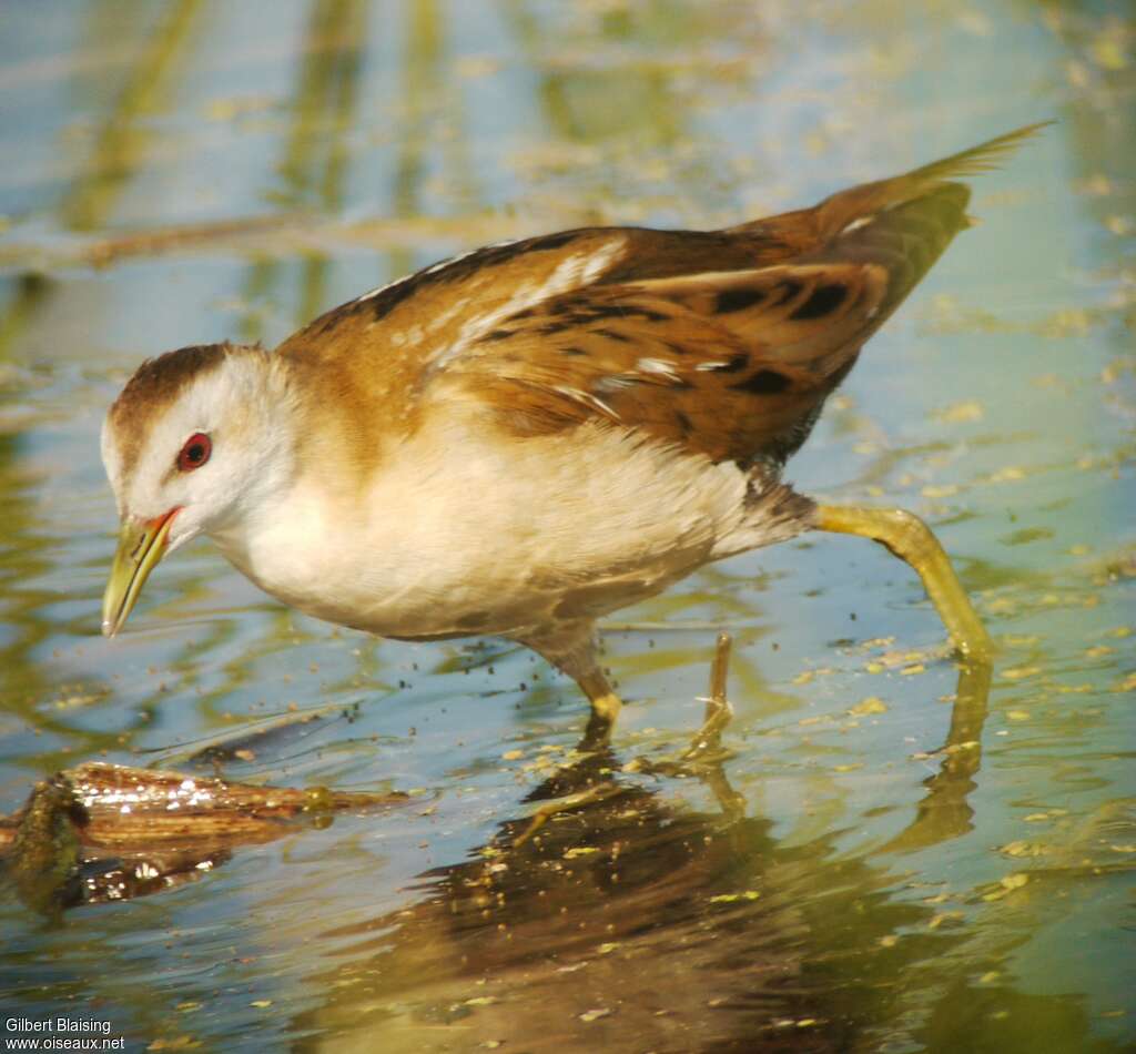 Little Crake female adult breeding, close-up portrait