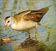 Little Crake