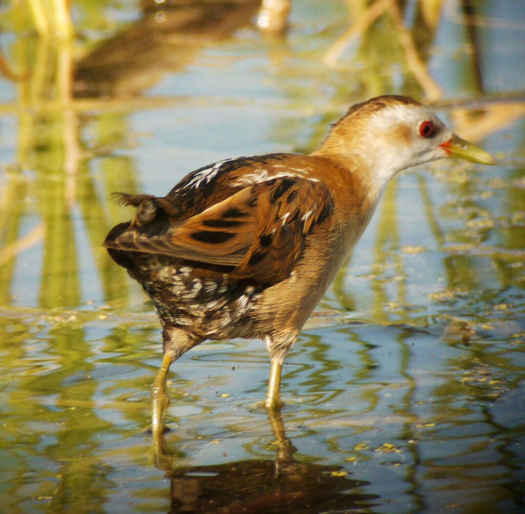 Little Crake female adult breeding, identification