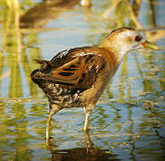 Little Crake