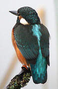 Common Kingfisher