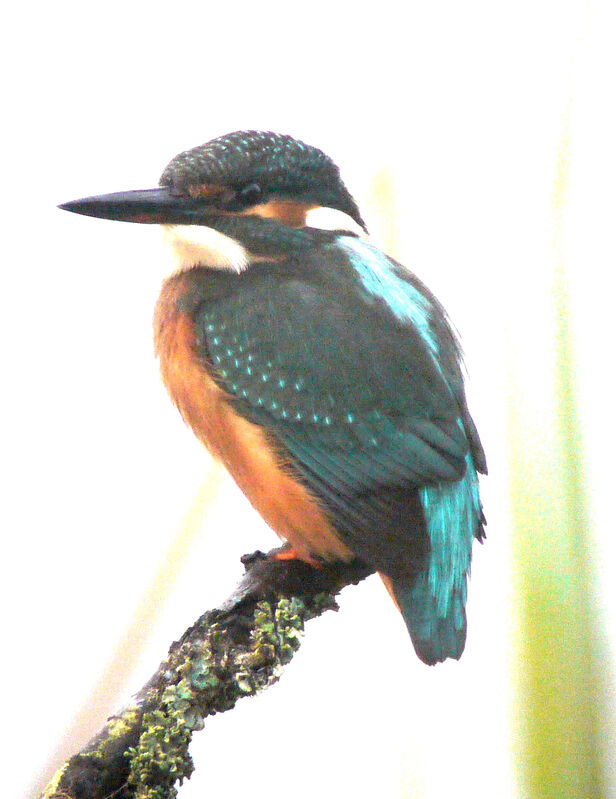 Common Kingfisher, identification